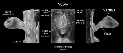 Vaginal Internal Cum 